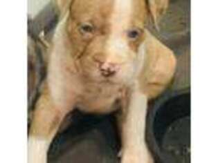 American Bulldog Puppy for sale in Baltimore, MD, USA