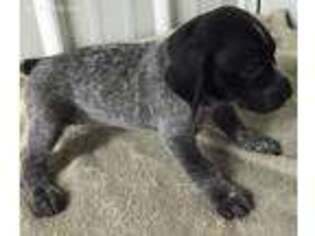 German Shorthaired Pointer Puppy for sale in Koshkonong, MO, USA