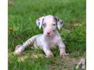 Great Dane Puppy for sale in CHESTERFIELD, MO, USA