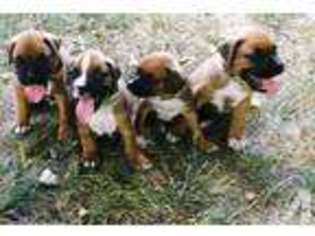 Boxer Puppy for sale in GOBLES, MI, USA