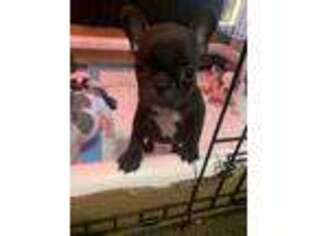 French Bulldog Puppy for sale in Maple Heights, OH, USA