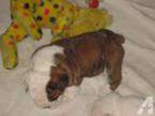 Bulldog Puppy for sale in CONROE, TX, USA