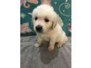 Mutt Puppy for sale in Surprise, AZ, USA