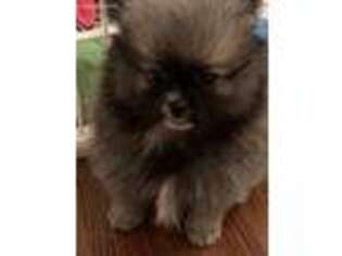 Pomeranian Puppy for sale in Geneseo, NY, USA