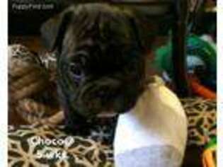 French Bulldog Puppy for sale in Satsuma, AL, USA
