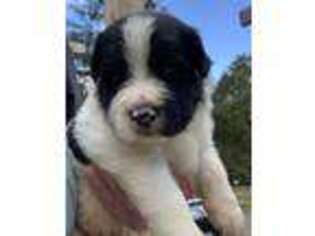 Newfoundland Puppy for sale in Binghamton, NY, USA