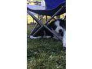 Border Collie Puppy for sale in Arlington, WA, USA