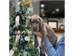 Great Dane Puppy for sale in Brea, CA, USA