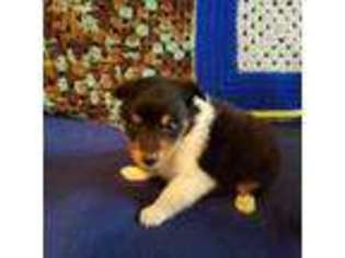 Shetland Sheepdog Puppy for sale in Killeen, TX, USA