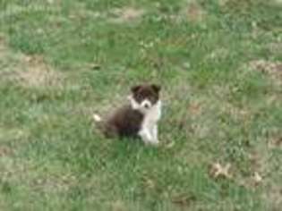 Border Collie Puppy for sale in Williamsburg, OH, USA