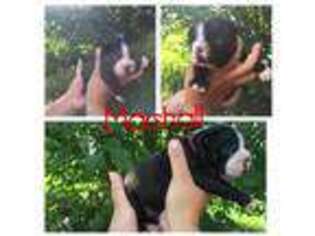 Boston Terrier Puppy for sale in Warner Robins, GA, USA