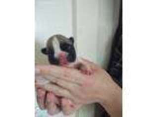 French Bulldog Puppy for sale in Birch Run, MI, USA