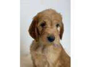 Medium Photo #1 Irish Setter Puppy For Sale in Sawyer, OK, USA
