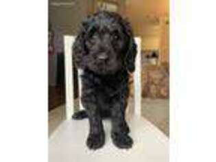 Labradoodle Puppy for sale in Louisville, KY, USA