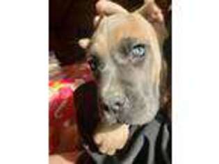 Cane Corso Puppy for sale in Smithfield, IL, USA