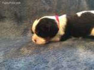 Cavalier King Charles Spaniel Puppy for sale in Lowell, MI, USA