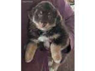 Australian Shepherd Puppy for sale in Gilmanton, NH, USA