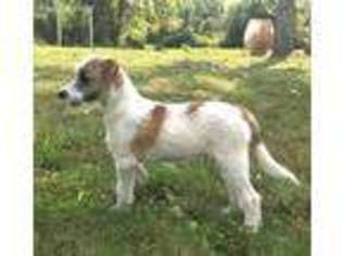 Jack Russell Terrier Puppy for sale in Monson, MA, USA