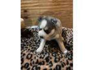 Siberian Husky Puppy for sale in Friendsville, TN, USA