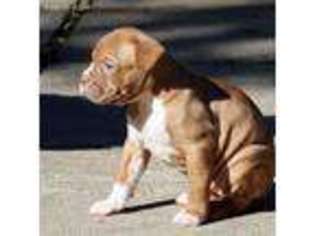 Olde English Bulldogge Puppy for sale in Holton, KS, USA