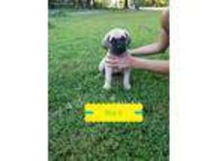 Mastiff Puppy for sale in Locust Grove, OK, USA