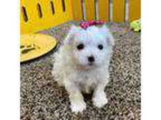 Maltese Puppy for sale in San Bernardino, CA, USA