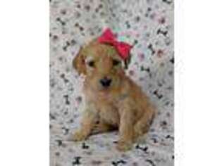 Goldendoodle Puppy for sale in Cambridge, MN, USA