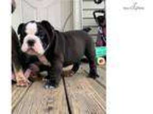 Bulldog Puppy for sale in Cleveland, OH, USA