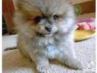 Pomeranian Puppy for sale in MOUNTLAKE TERRACE, WA, USA