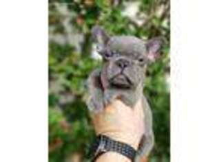 French Bulldog Puppy for sale in Faxon, OK, USA