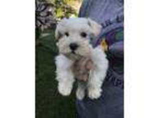 Mutt Puppy for sale in Bastrop, LA, USA