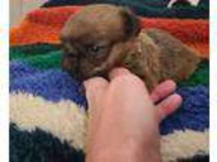 Brussels Griffon Puppy for sale in Omaha, NE, USA