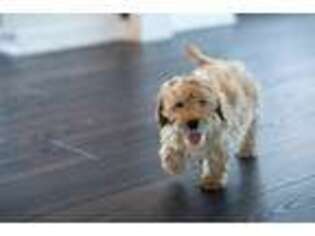 Cavapoo Puppy for sale in Bismarck, AR, USA