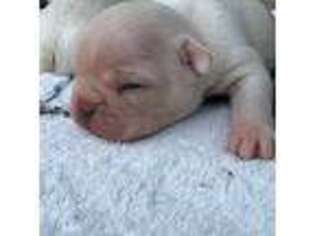 Bulldog Puppy for sale in Horton, AL, USA