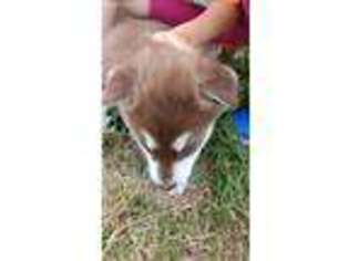Alaskan Malamute Puppy for sale in Evart, MI, USA