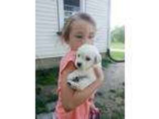 Mutt Puppy for sale in Newton Falls, OH, USA