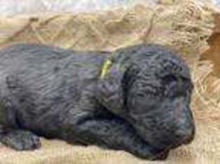 Mutt Puppy for sale in Collinsville, VA, USA