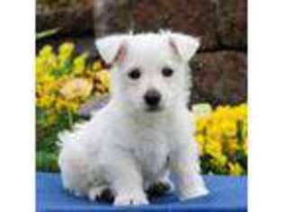 West Highland White Terrier Puppy for sale in Prescott Valley, AZ, USA