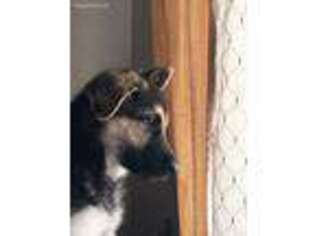 German Shepherd Dog Puppy for sale in Tiverton, RI, USA
