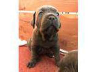 Cane Corso Puppy for sale in Ardmore, TN, USA