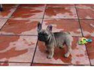 French Bulldog Puppy for sale in Dulles, VA, USA