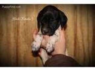 German Shorthaired Pointer Puppy for sale in Ivanhoe, VA, USA