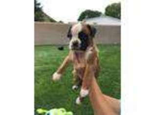 Boxer Puppy for sale in Ojo Caliente, NM, USA