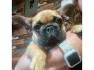 French Bulldog Puppy for sale in Malvern, AR, USA