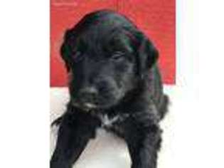 Mutt Puppy for sale in Eagleville, TN, USA