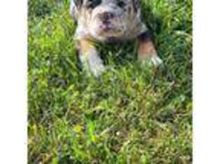 Bulldog Puppy for sale in Holcombe, WI, USA