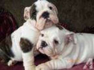 Bulldog Puppy for sale in UNIONTOWN, OH, USA