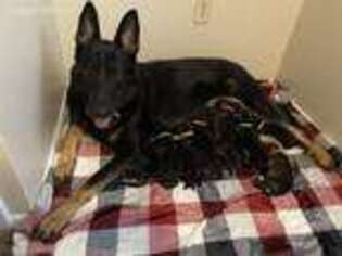 German Shepherd Dog Puppy for sale in Ontario, CA, USA