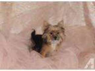 Yorkshire Terrier Puppy for sale in HONEY GROVE, TX, USA