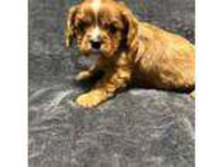 Cavalier King Charles Spaniel Puppy for sale in Weatherford, TX, USA